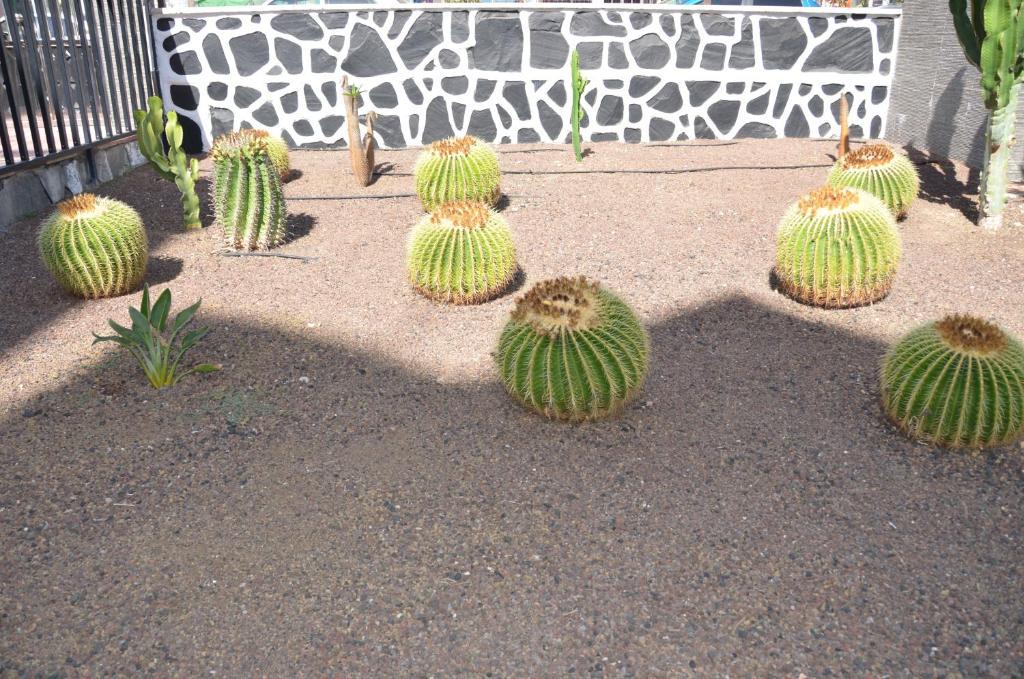 פלאייה דל אינגלז Los Cactus מראה חיצוני תמונה